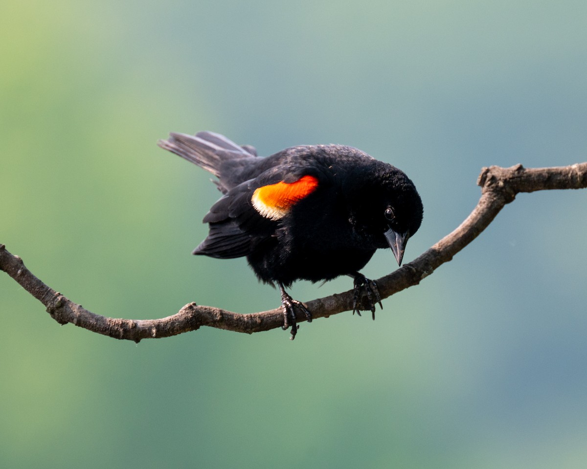 Red-winged Blackbird - Peter Rosario