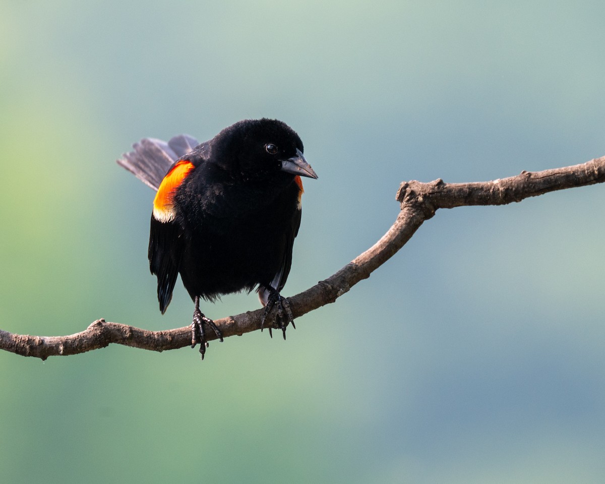 Red-winged Blackbird - Peter Rosario