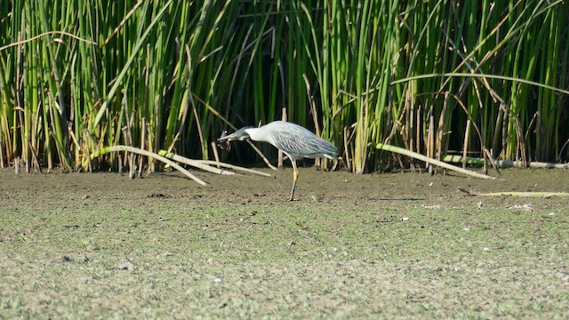 Yellow-crowned Night Heron - ML582688781