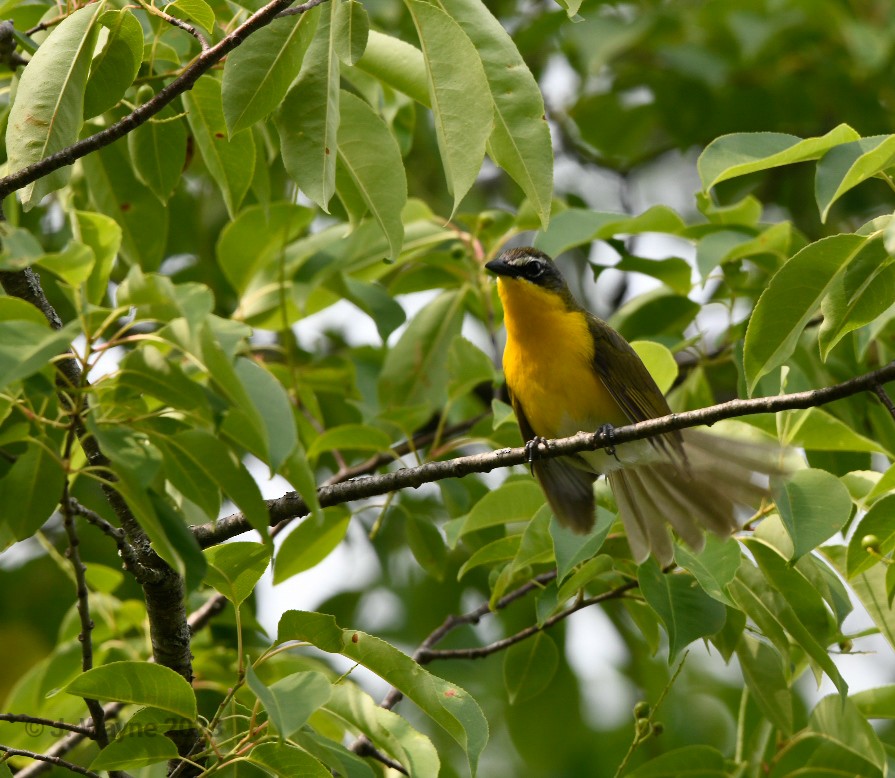 Yellow-breasted Chat - ML582688911