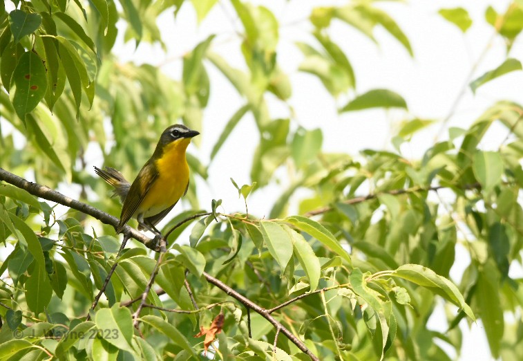 Yellow-breasted Chat - Jason Short