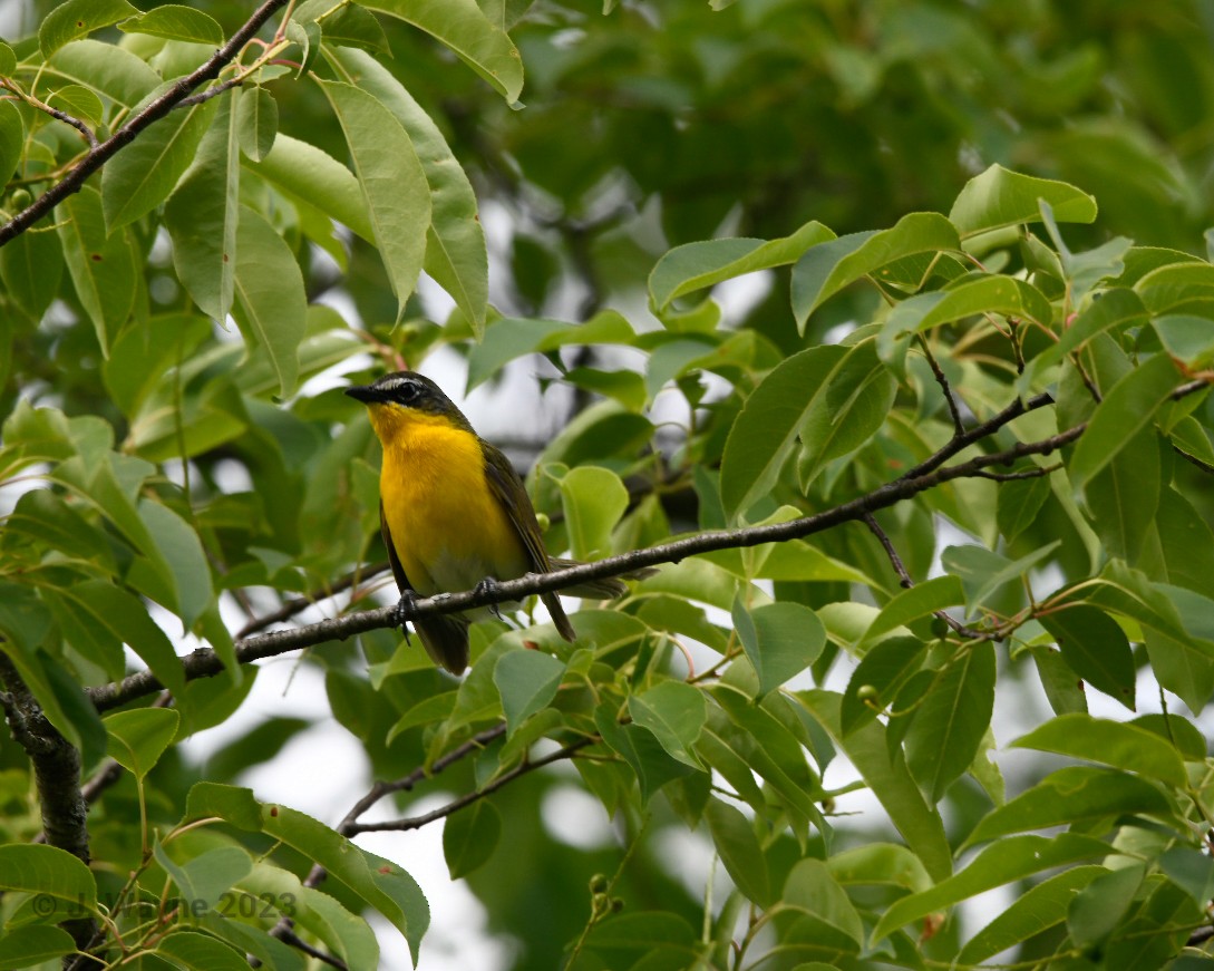 Yellow-breasted Chat - ML582688941