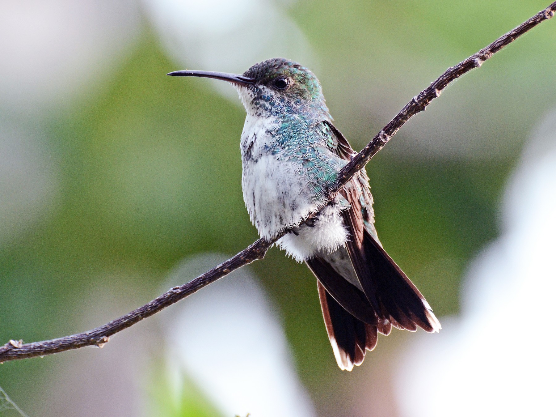 Sapphire-throated Hummingbird - David M. Bell