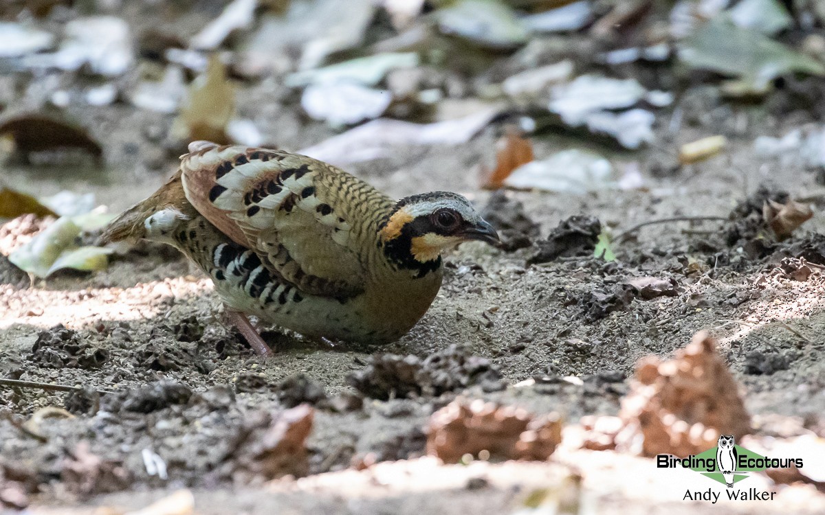 Orange-necked Partridge - Andy Walker - Birding Ecotours