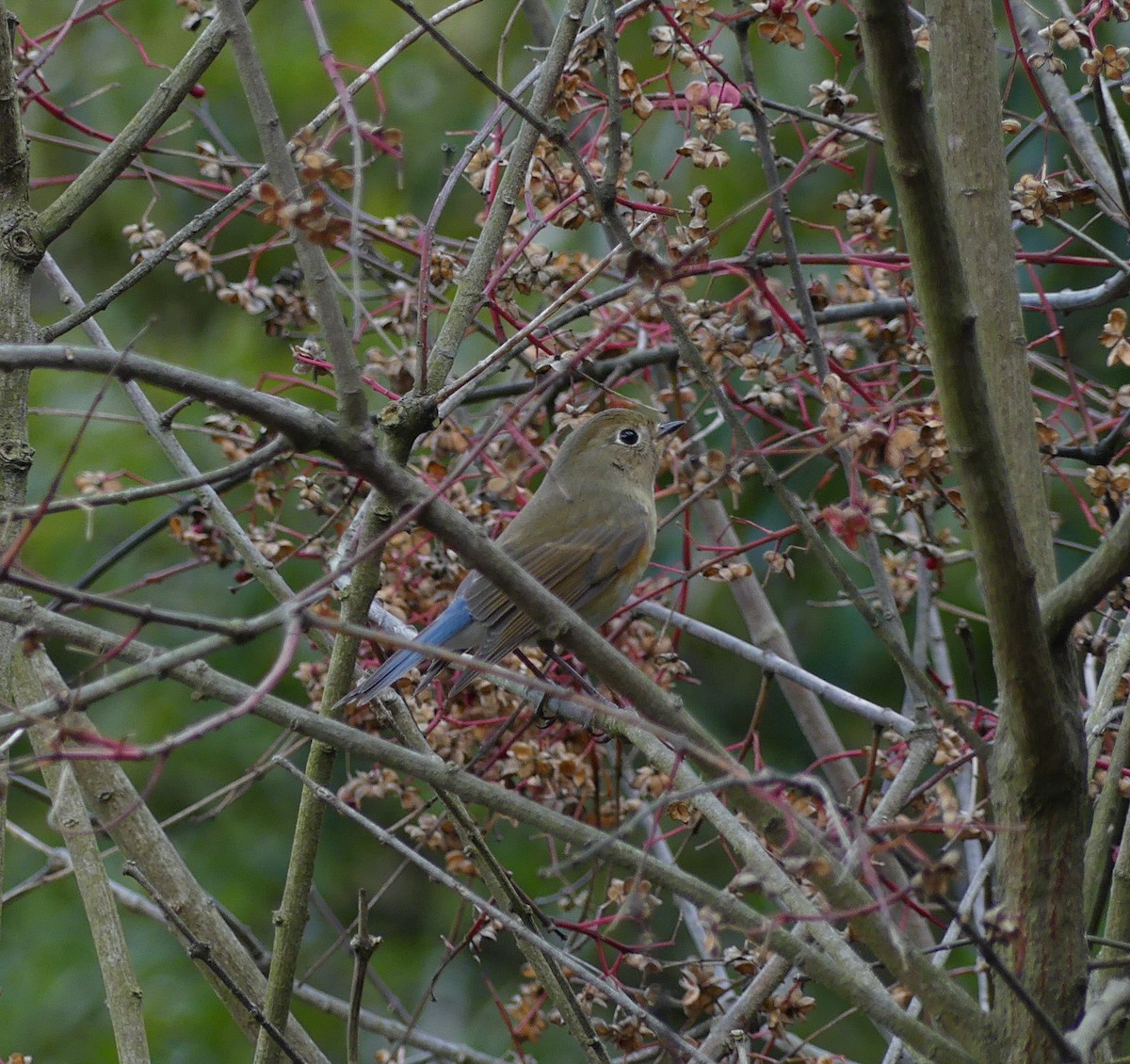 Red-flanked Bluetail - ML582692801