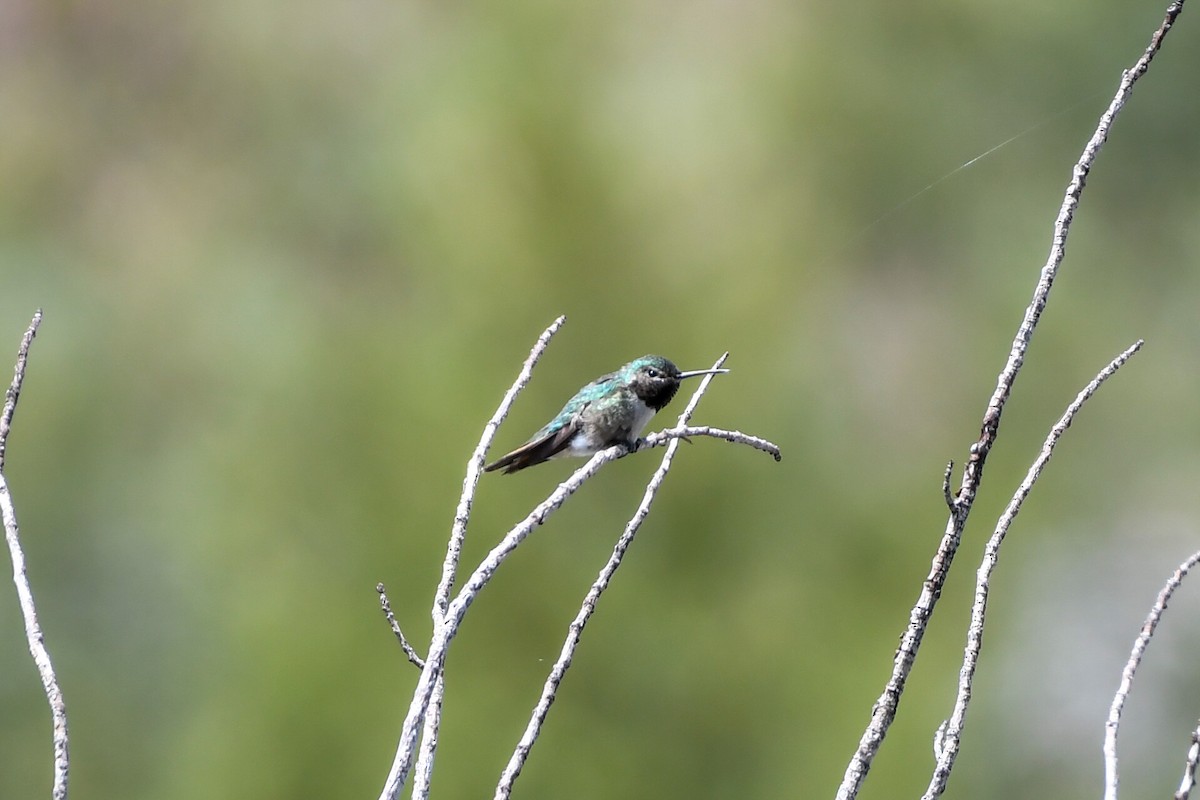 Broad-tailed Hummingbird - ML582695171