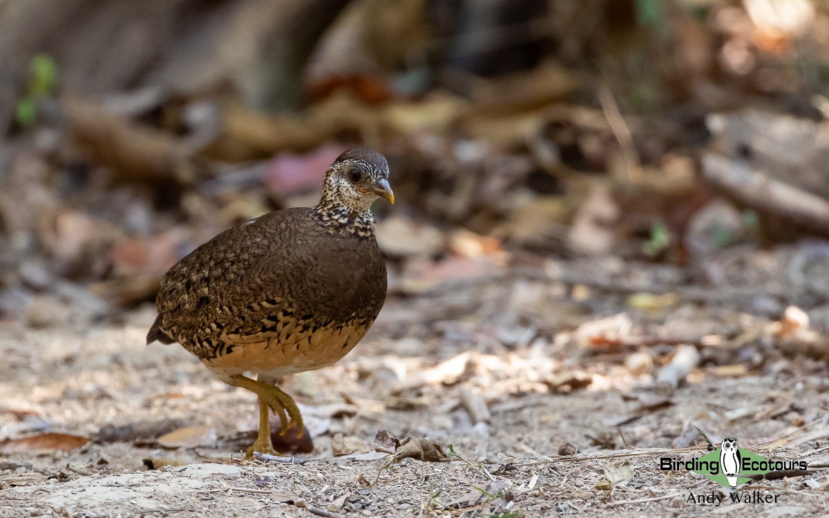 Scaly-breasted Partridge (Green-legged) - ML582695701