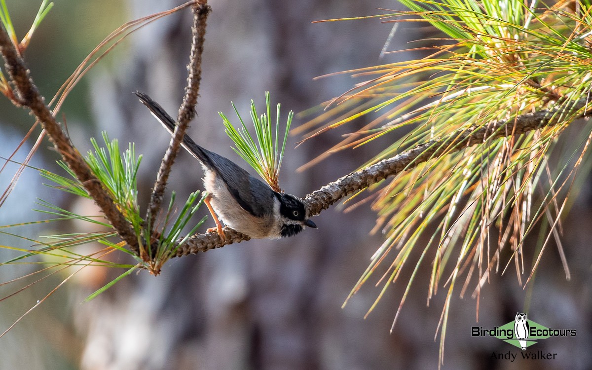 Black-throated Tit (Gray-crowned) - ML582704061
