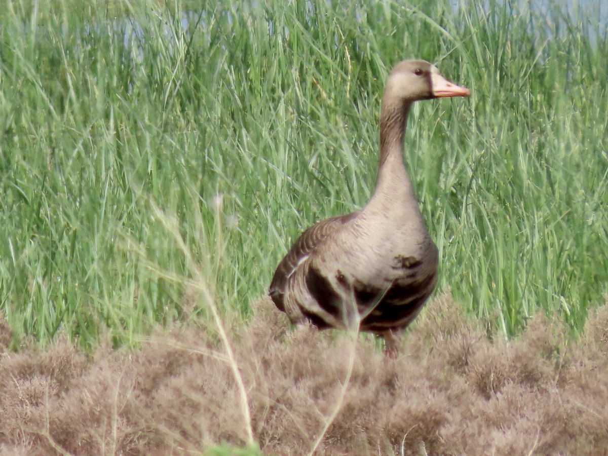 Greater White-fronted Goose - ML582706761