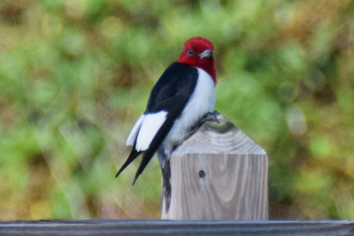 Red-headed Woodpecker - Jordan Broadhead