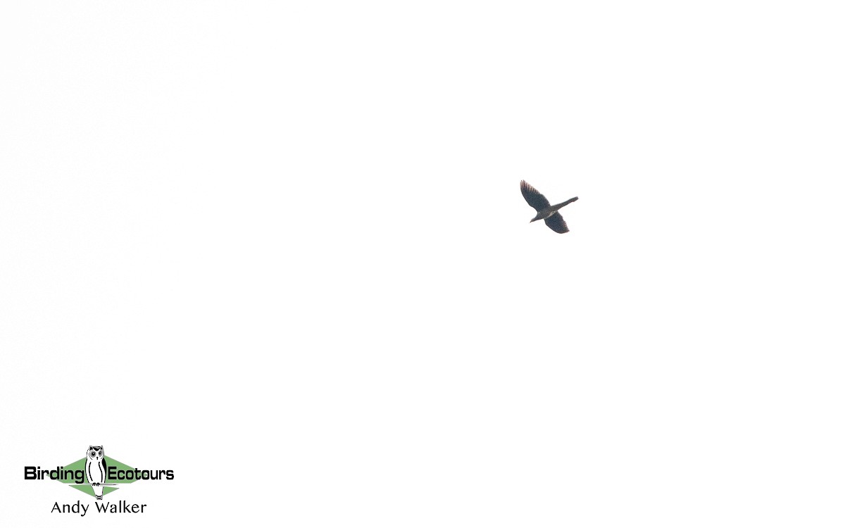 Barred Cuckoo-Dove - ML582708011