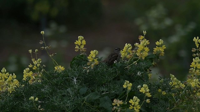 White-crowned Sparrow (nuttalli) - ML582714871