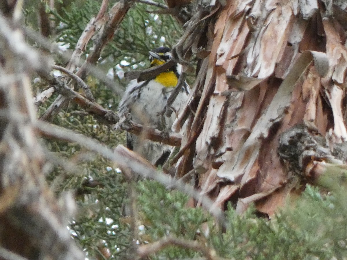 Yellow-throated Warbler - ML582715671