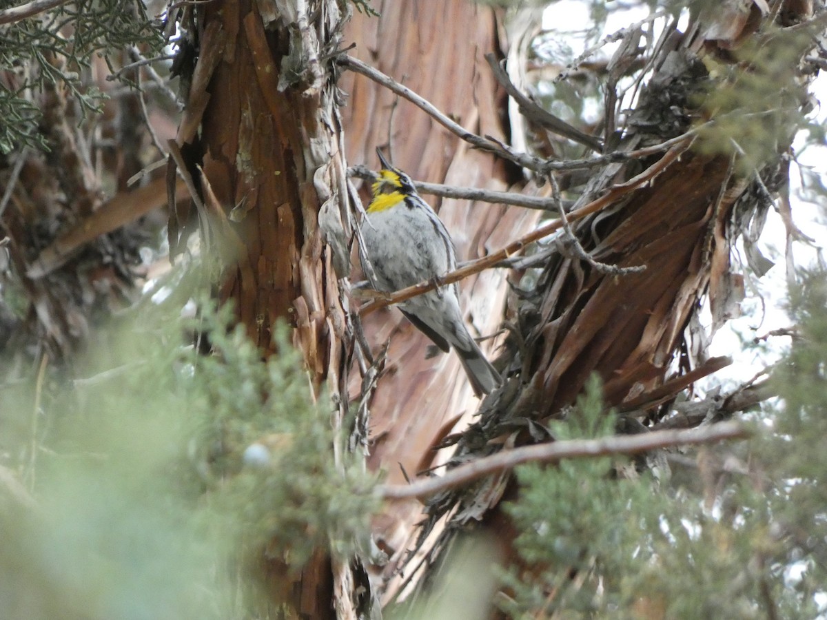 Yellow-throated Warbler - ML582715681