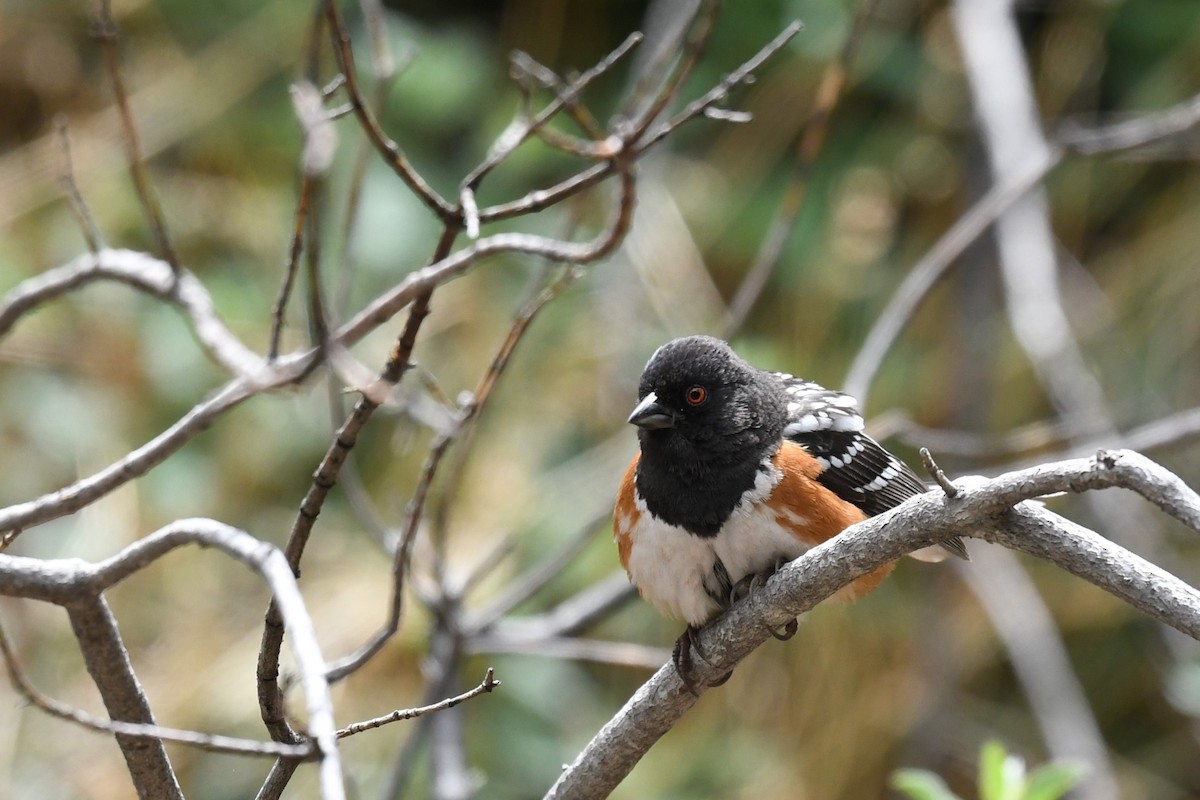 Spotted Towhee - ML582715941