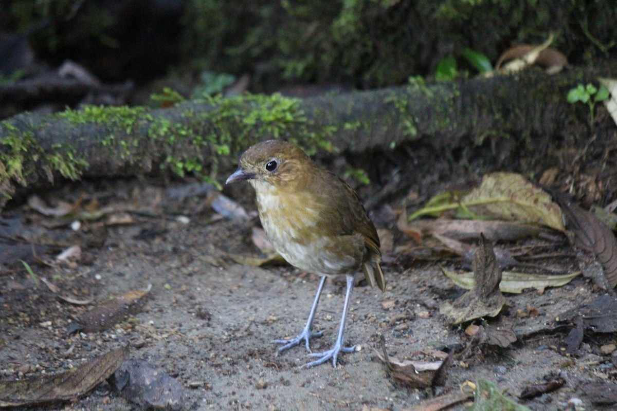 Brown-banded Antpitta - ML582726491