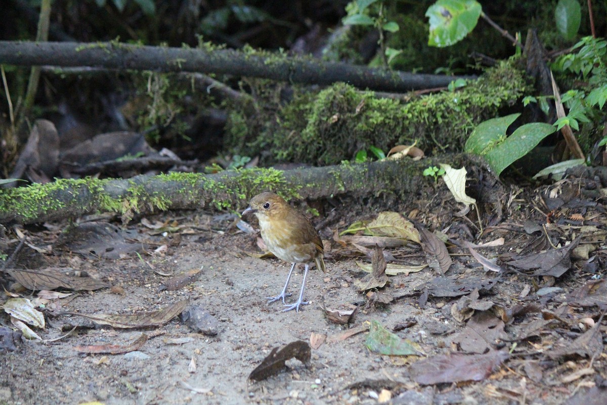 Brown-banded Antpitta - ML582726531