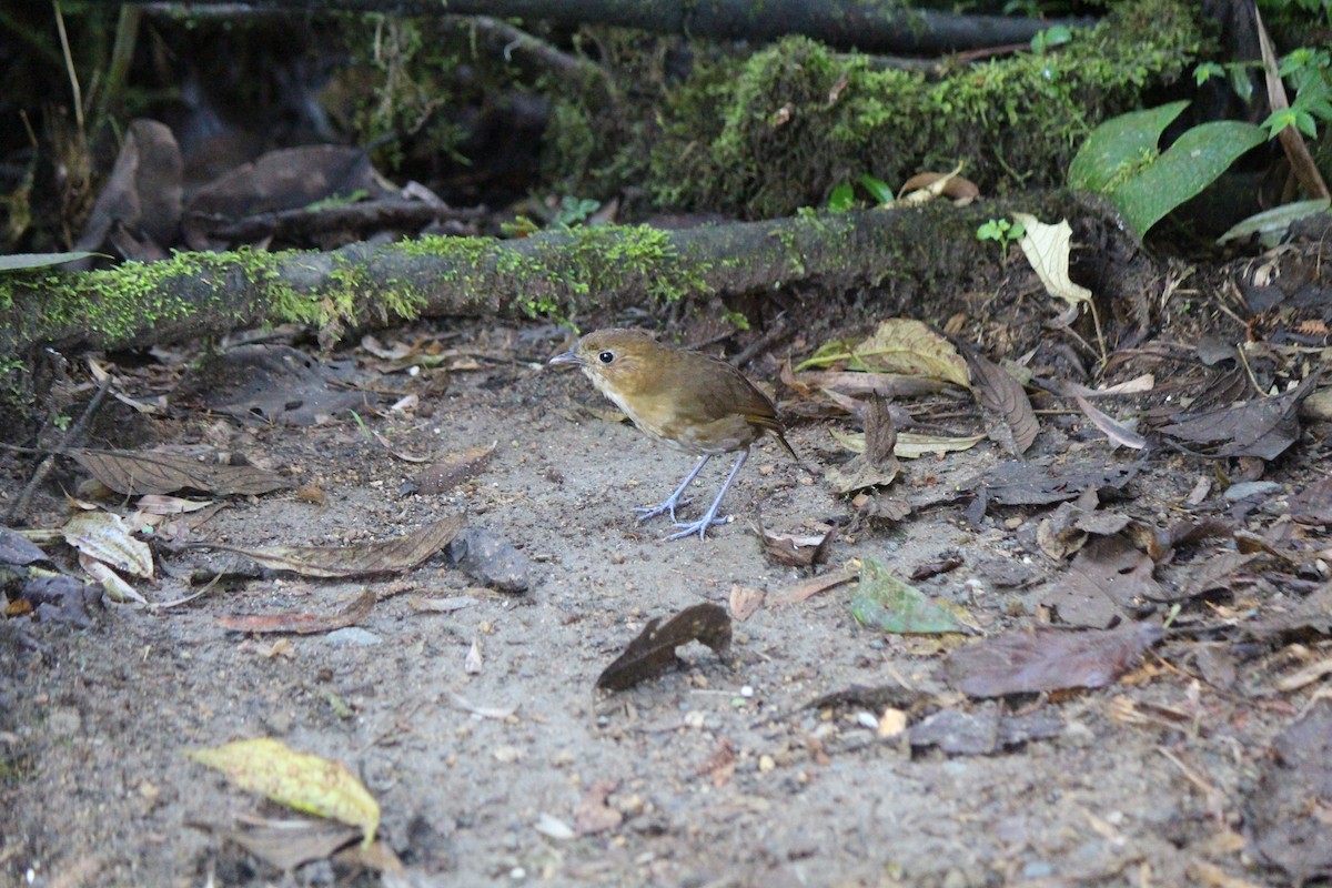 Brown-banded Antpitta - ML582726631