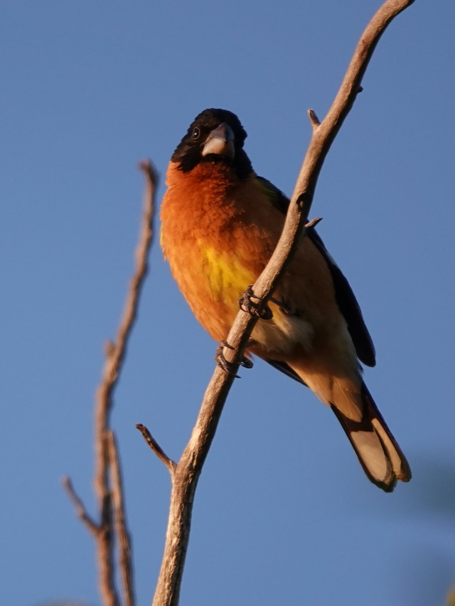 Black-headed Grosbeak - Kirsti Aamodt