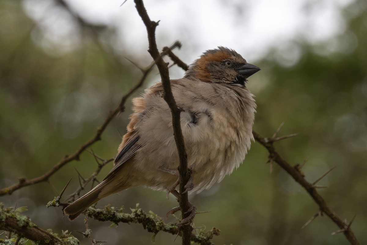 Kenya Rufous Sparrow - ML582728361