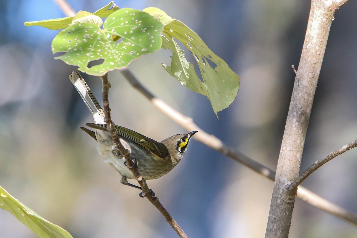 Yellow-faced Honeyeater - ML582728401