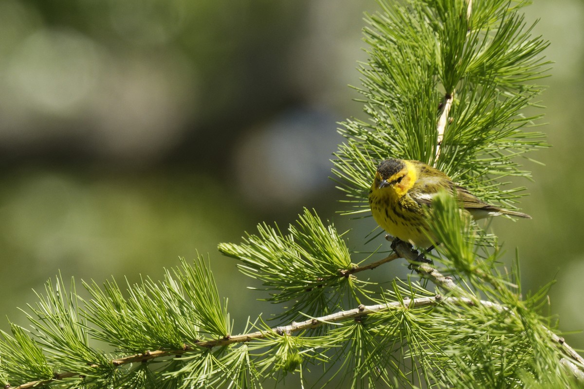 Cape May Warbler - ML582728411