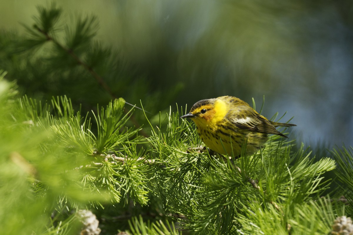 Cape May Warbler - ML582728441