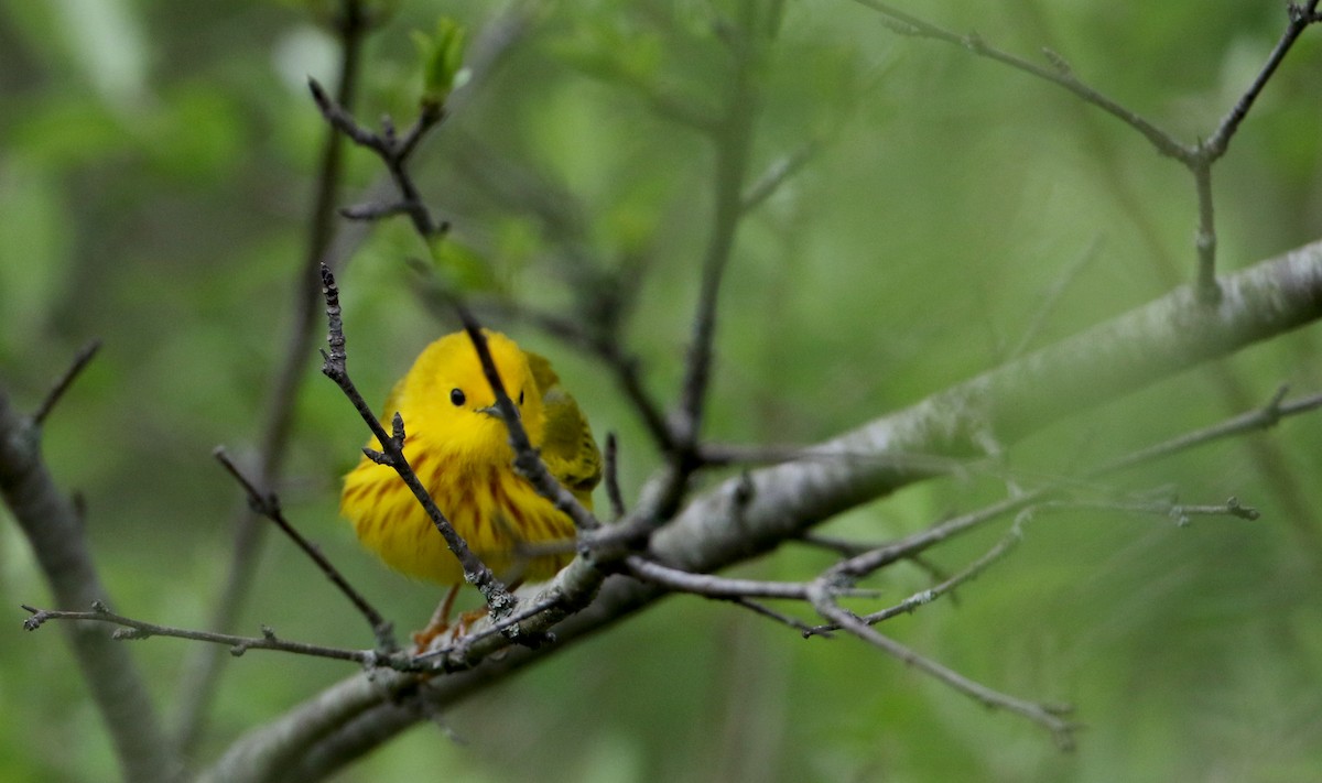 Yellow Warbler (Northern) - ML58272971