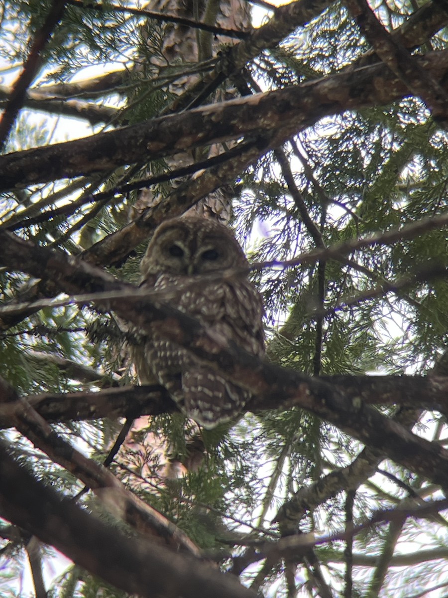 Spotted Owl - ML582731601