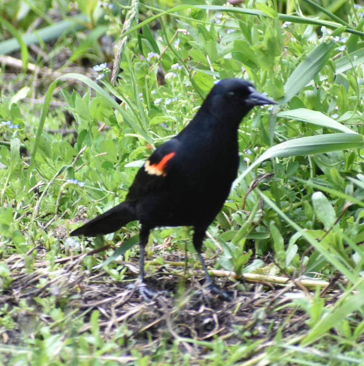 Red-winged Blackbird - Sally Anderson