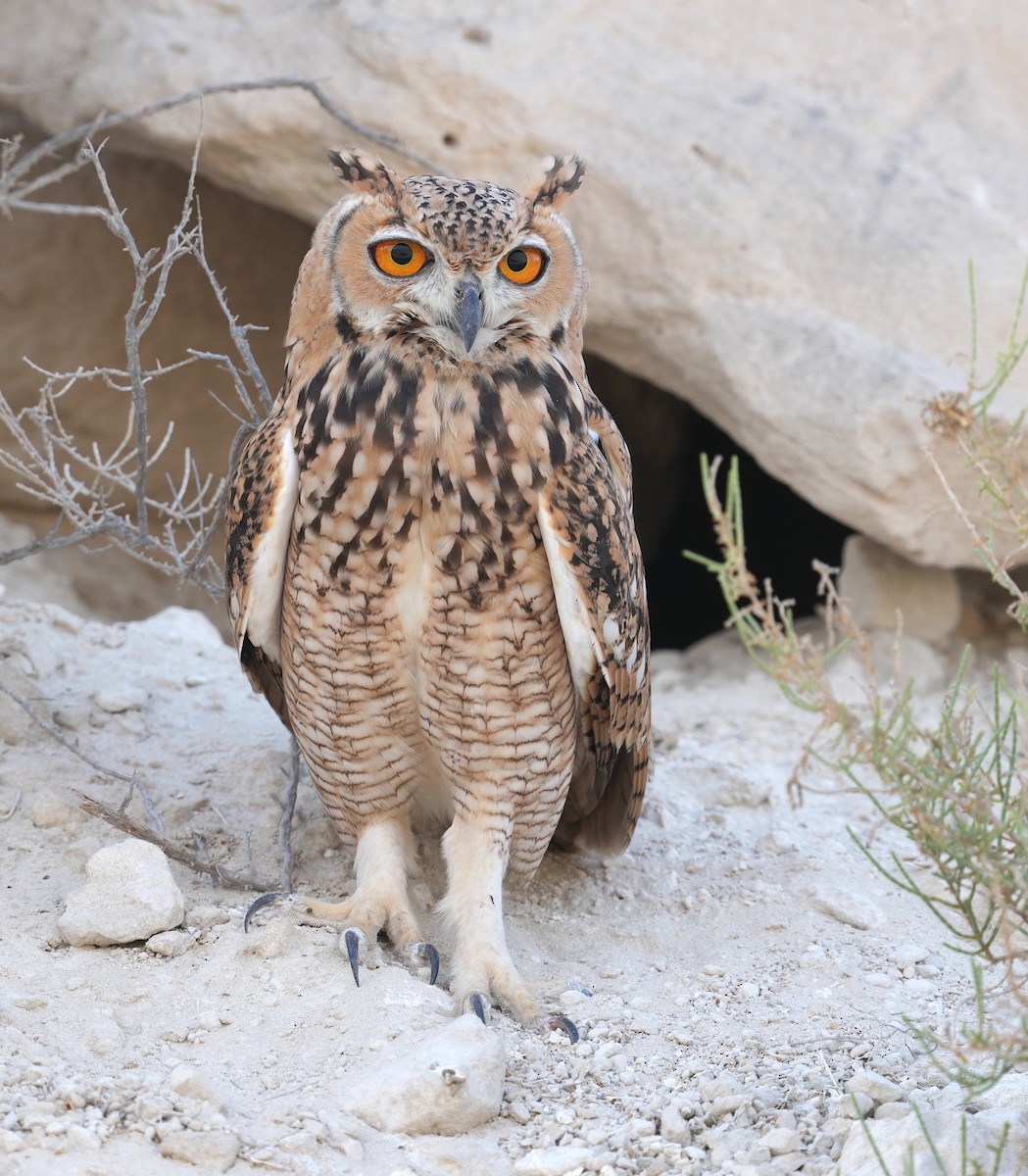 Pharaoh Eagle-Owl - Mohamed  Almazrouei