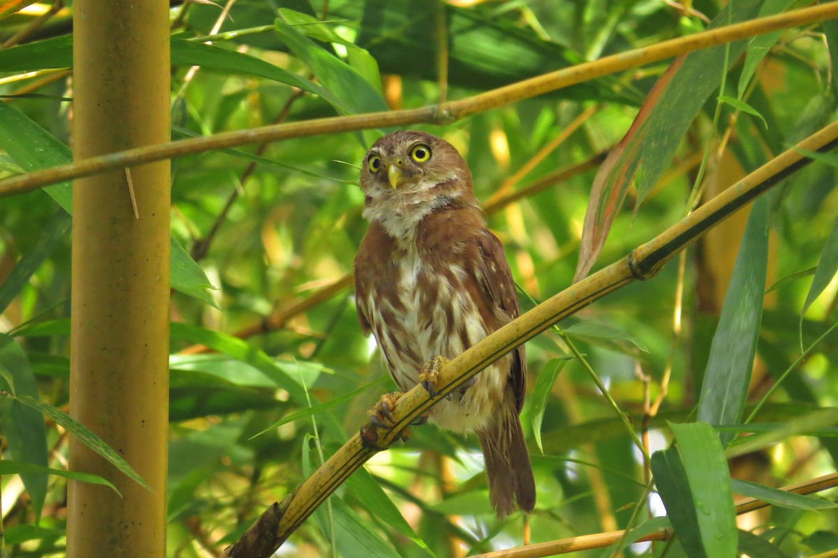 Ferruginous Pygmy-Owl - ML58273741