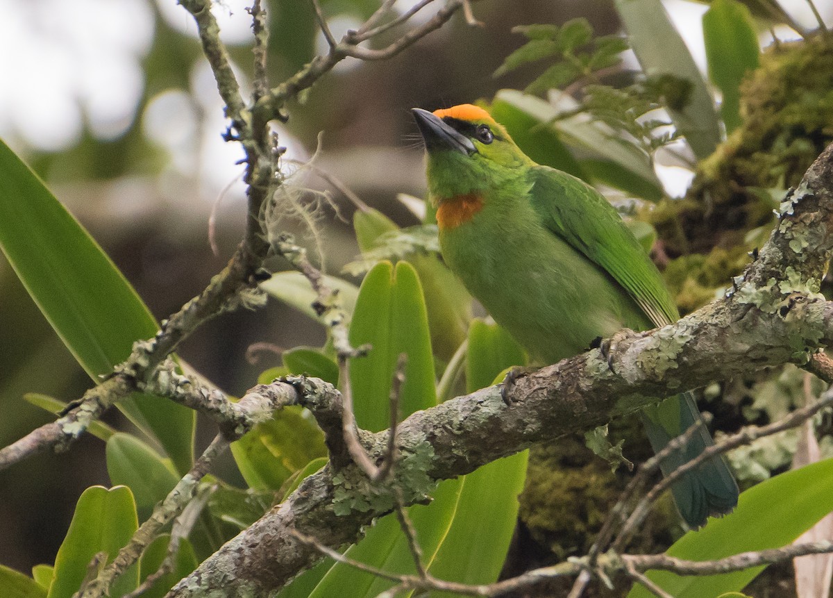 Flame-fronted Barbet - ML58273761