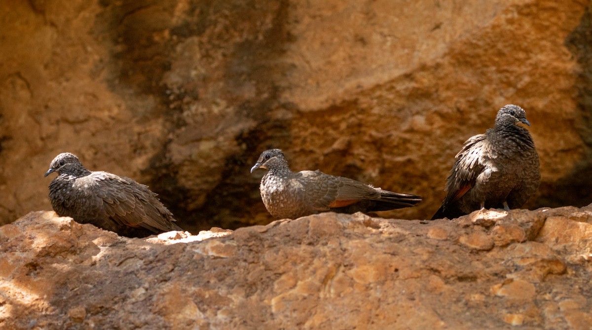 Chestnut-quilled Rock-Pigeon - Hoeckman's Wildlife