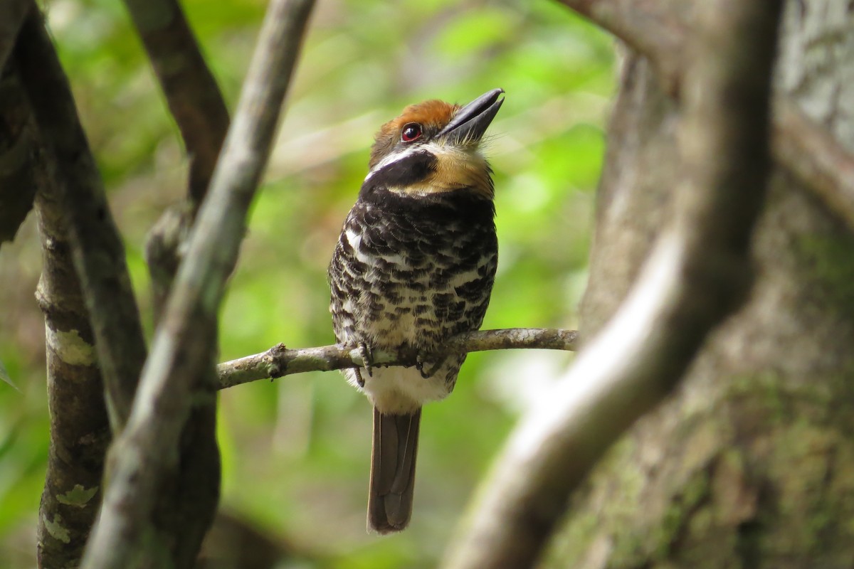 Spotted Puffbird - Tomaz Melo