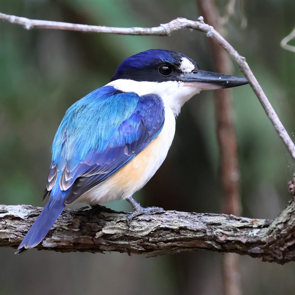 eBird Checklist - 9 Jun 2023 - Black Gully Road and shoreline. Tinaroo ...