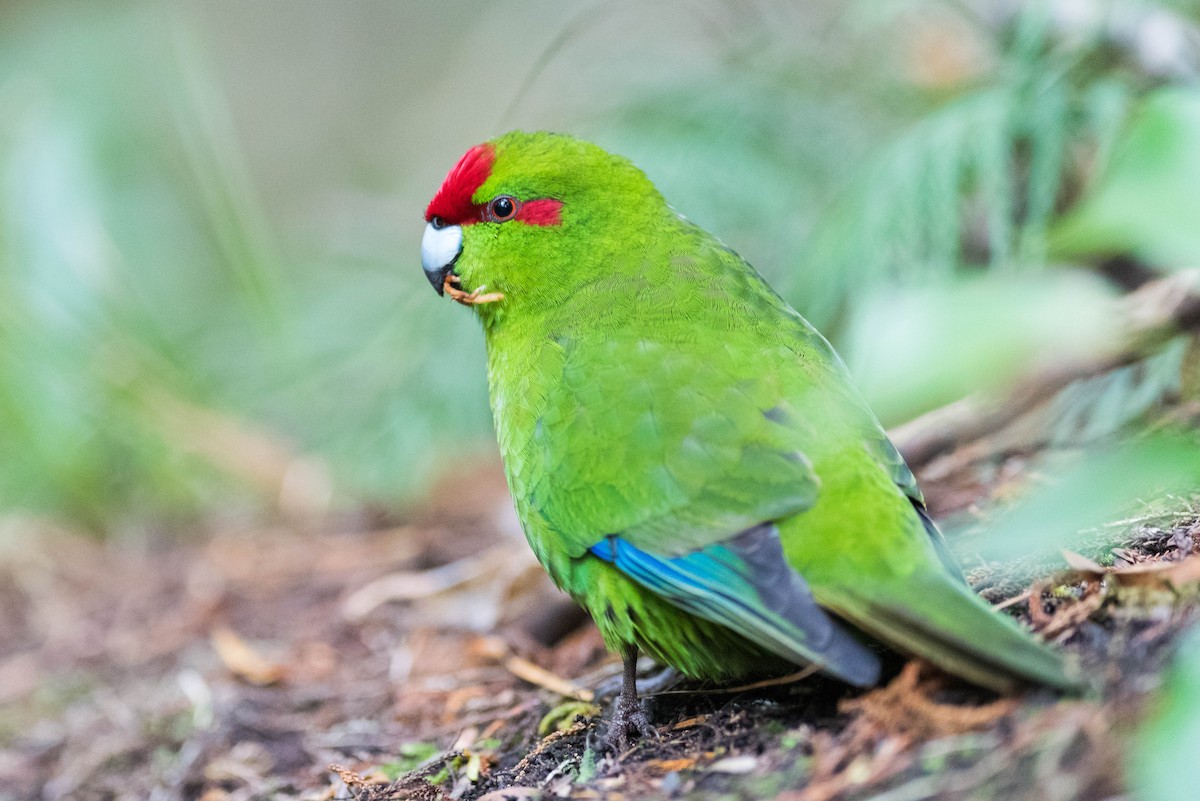 Red-crowned Parakeet - Peter Taylor