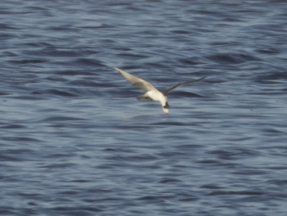 White-winged Tern - ML582742771