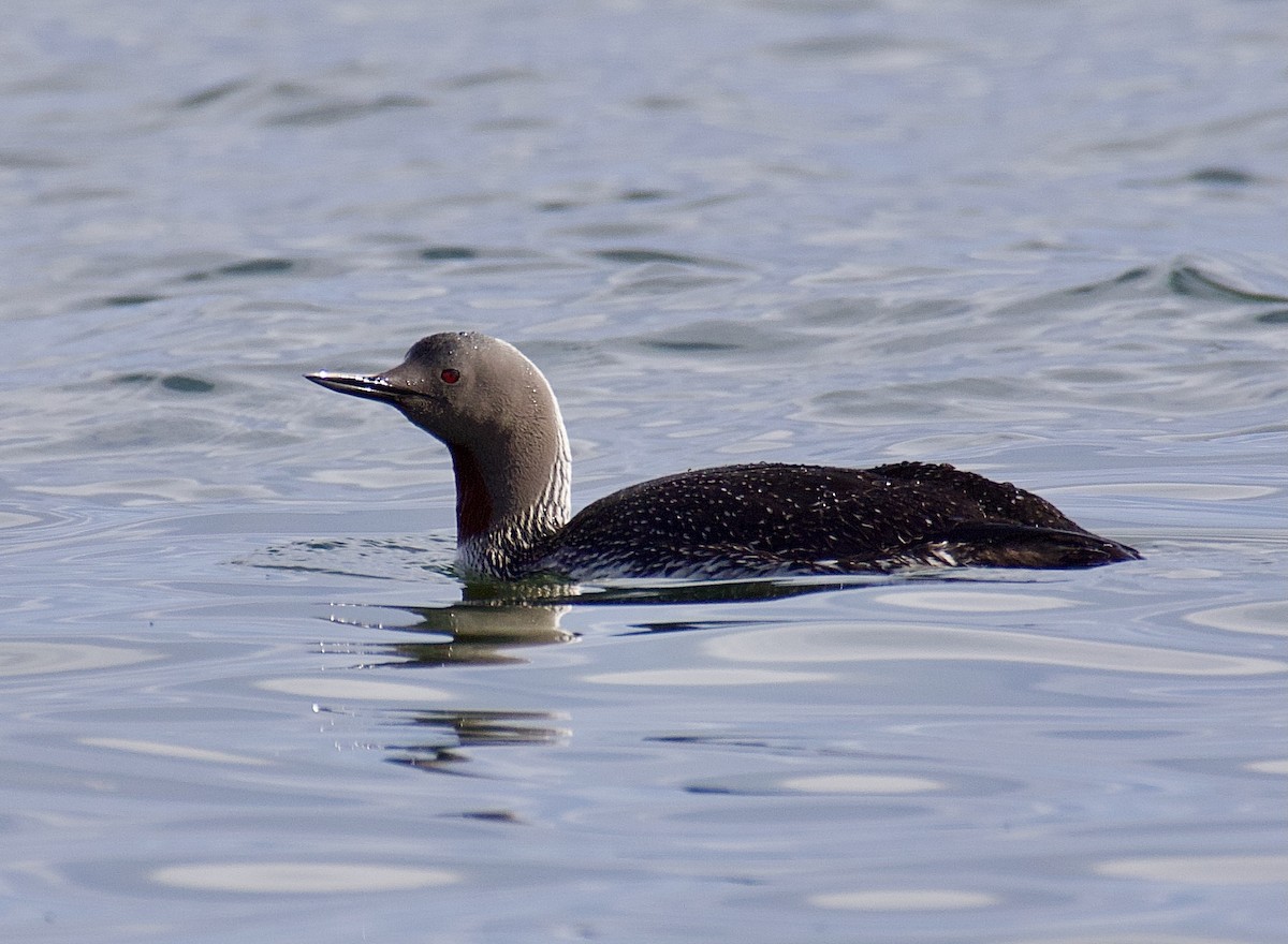 Red-throated Loon - ML582743901