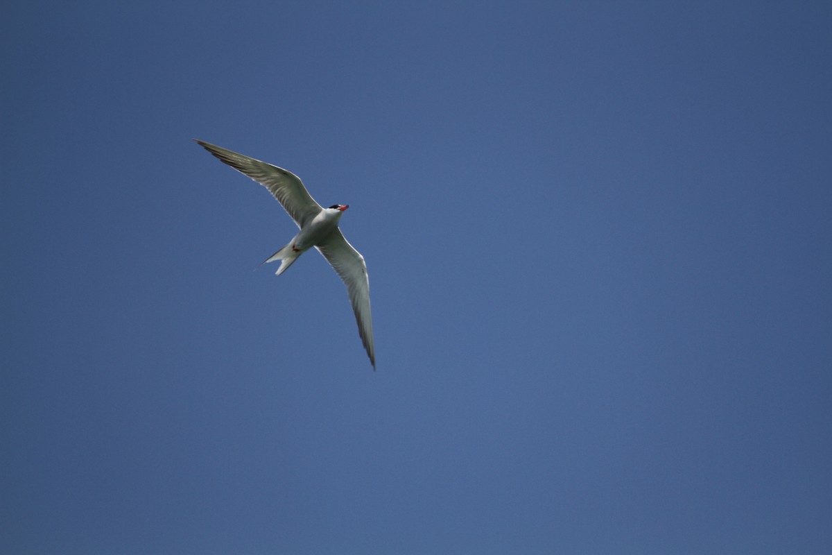 Common Tern - ML582744291