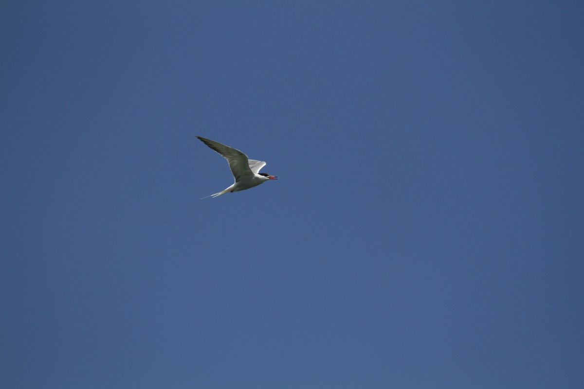 Common Tern - ML582744301