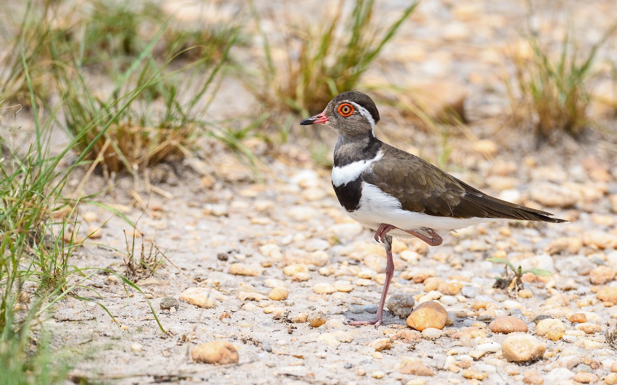 Forbes's Plover - ML582744431