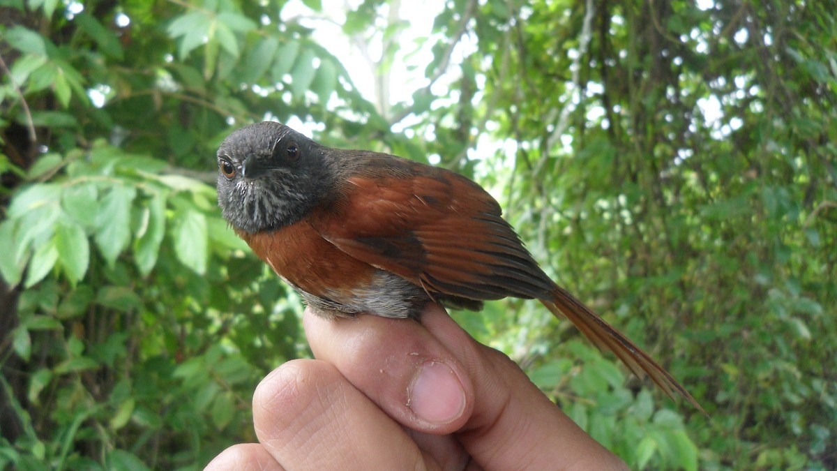 Rufous-breasted Spinetail - ML582745461