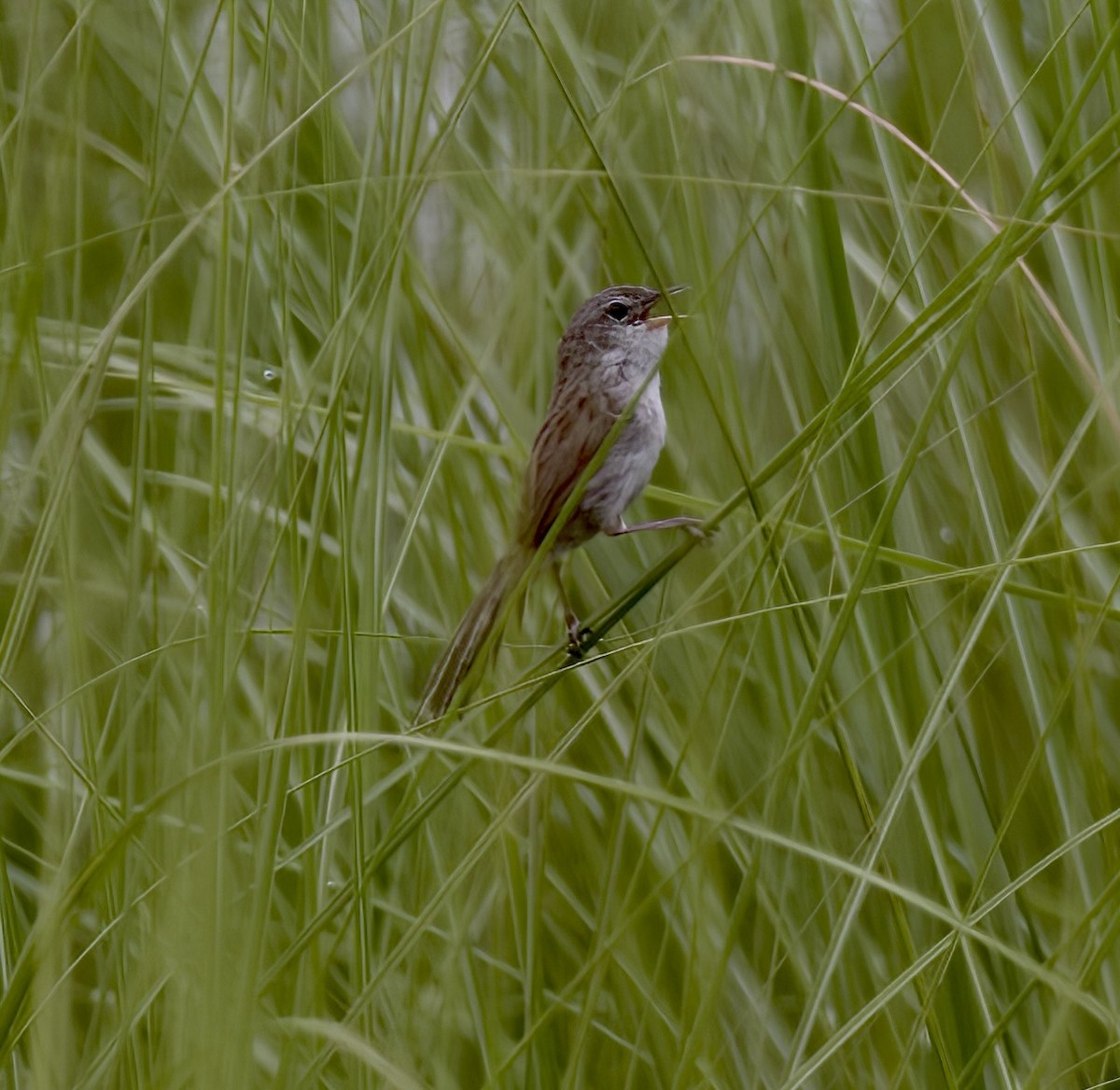 Swamp Grass Babbler - ML582745921