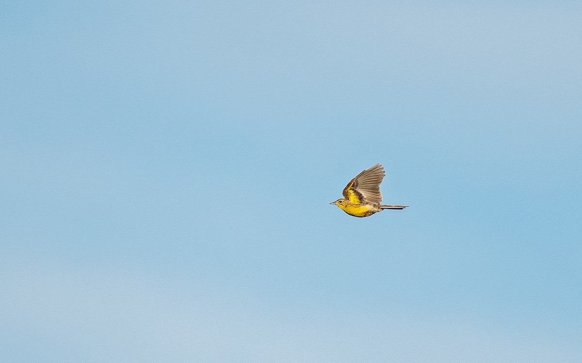 Yellow-breasted Pipit - ML582747031