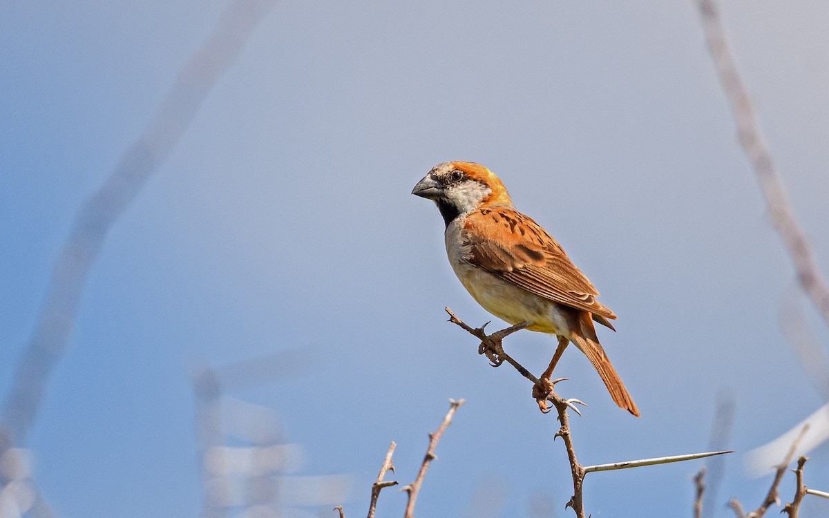 Great Rufous Sparrow - ML582747531