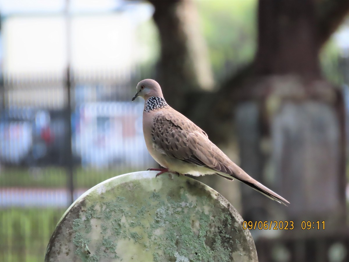 Spotted Dove - ML582748271