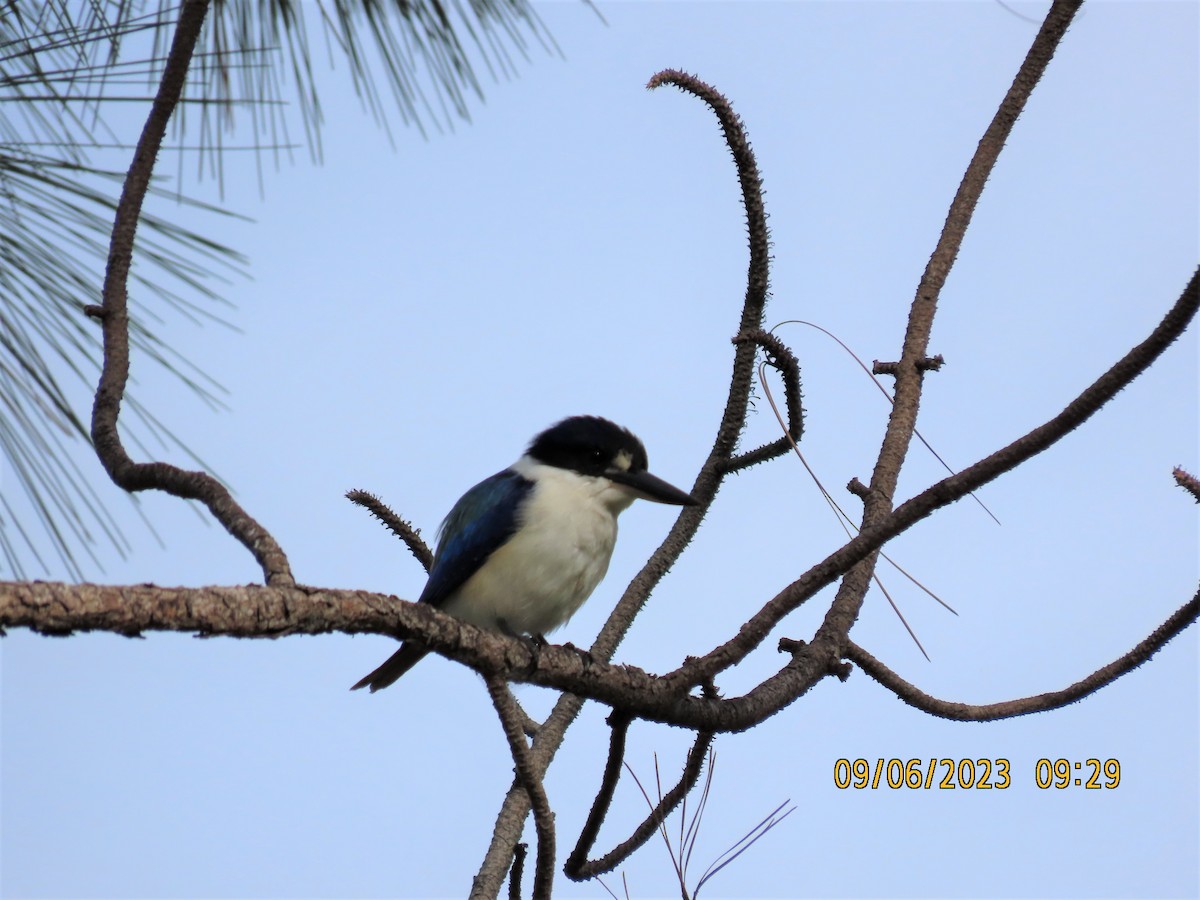 Forest Kingfisher - ML582748381