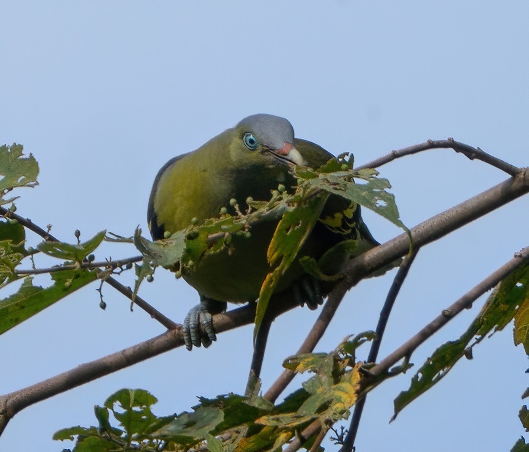 Philippine Green-Pigeon - ML582748901