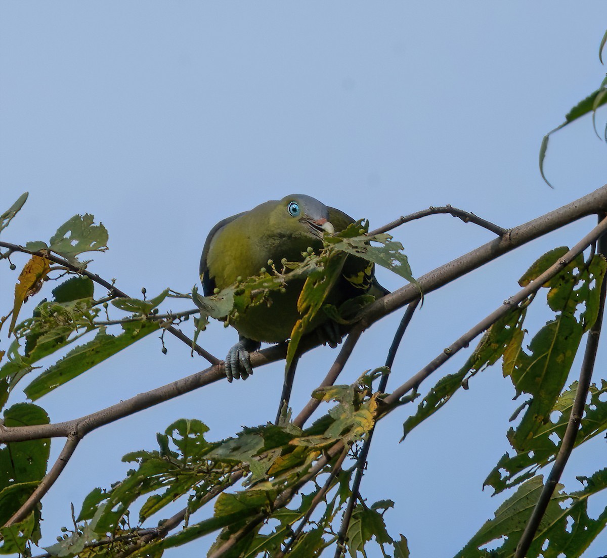 Philippine Green-Pigeon - ML582748911
